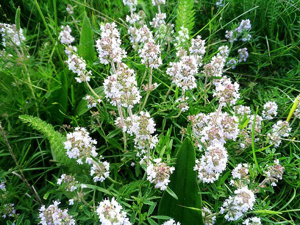 พุ่มไธม์เลื้อย