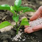 การใช้ปุ๋ยแร่ธาตุ
