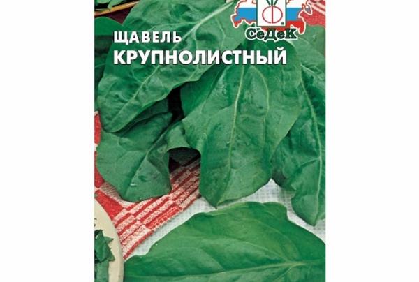 Oseille à grandes feuilles