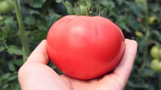 Les meilleures tomates de 2019