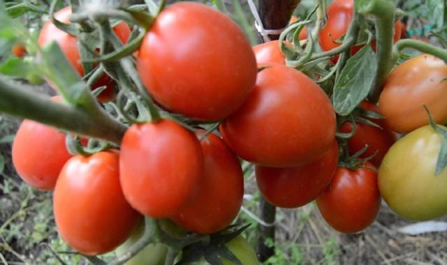 Les meilleures tomates de 2019