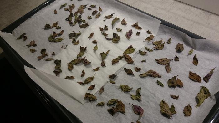 โหระพาแห้ง