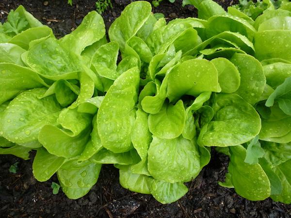 oseille en pleine terre