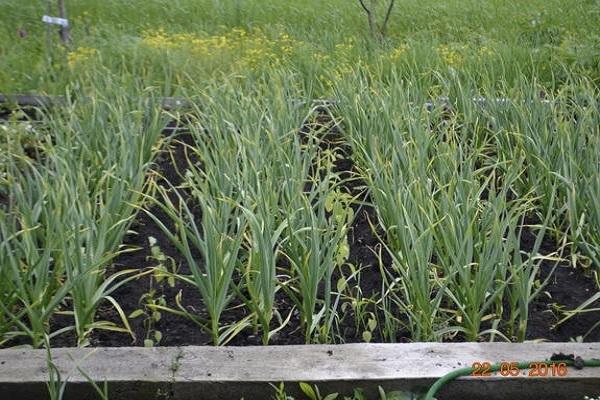 ปลูกกระเทียม