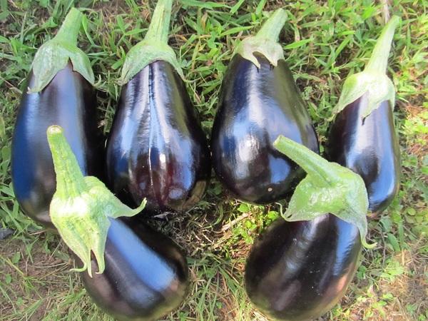 récolte d'aubergines