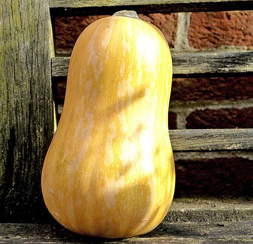 ซูกินี่สีเหลือง