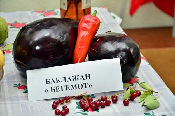 พันธุ์เบเกมอต