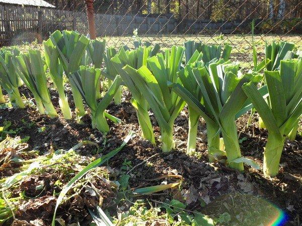 ต้นหอมในพื้นที่โล่ง