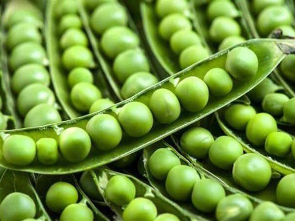 ฝักถั่ว