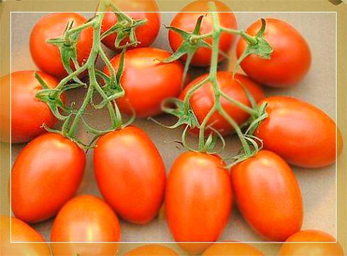 Les meilleures tomates de 2019