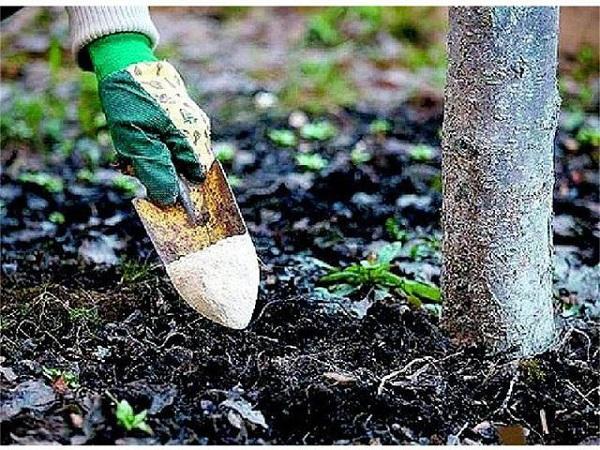 การใส่ปุ๋ยต้นไม้ผลไม้