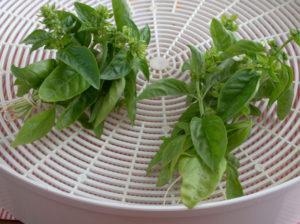 วิธีเตรียมโหระพาสำหรับฤดูหนาวที่บ้าน วิธีการจัดเก็บและกฎเกณฑ์