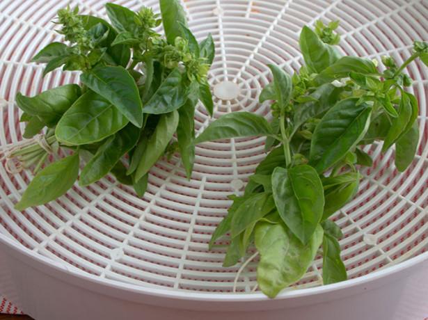 โหระพาแห้ง