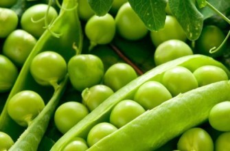 ฝักถั่ว