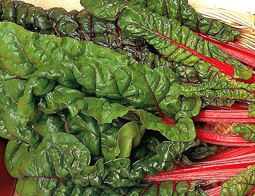 ยอดบีทรูท