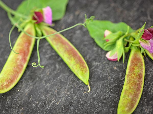 ลักษณะของถั่ว