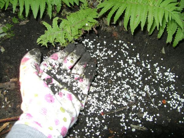 การใส่ปุ๋ยลงในดิน