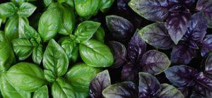 สรรพคุณและข้อห้ามของโหระพาสำหรับผู้ชายและผู้หญิง และตำรับยาแผนโบราณ