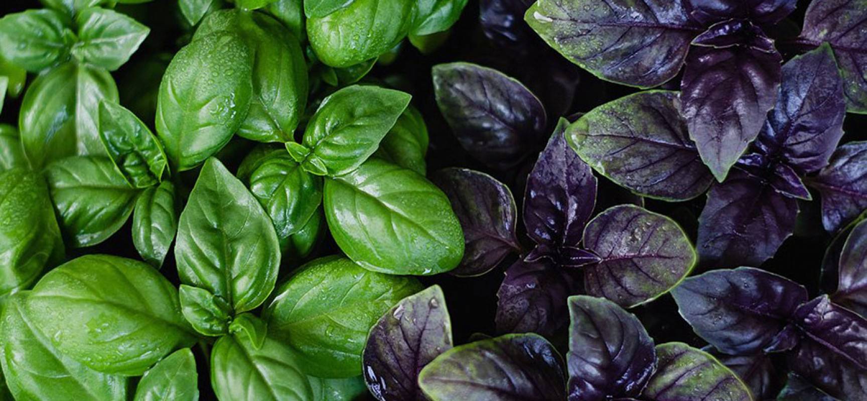 โหระพาสด