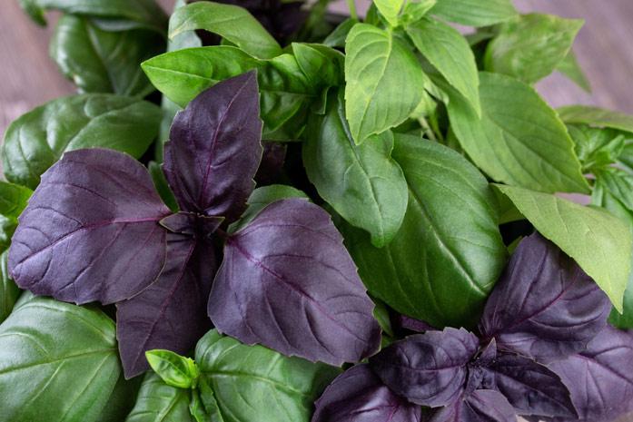 โหระพาสด