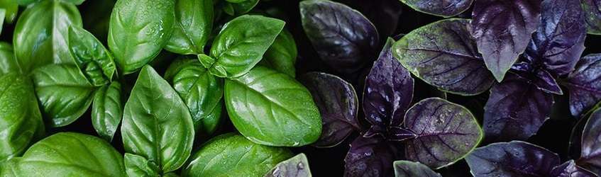 โหระพาสด