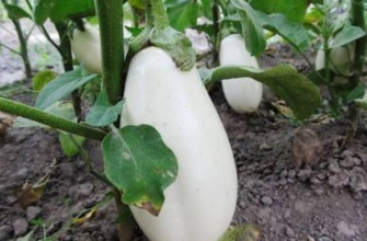 มะเขือยาวในสวน