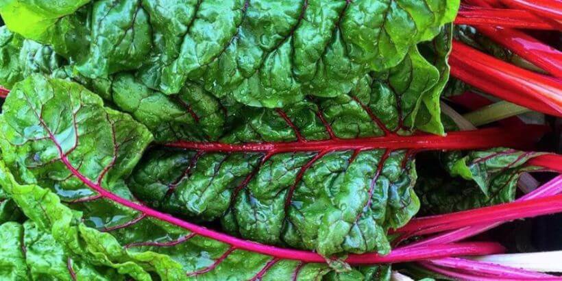 ยอดบีทรูท