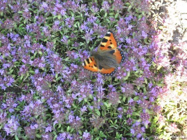 ต้นไธม์