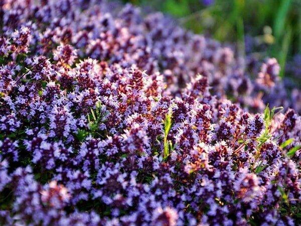 ไธม์ที่สวยงาม