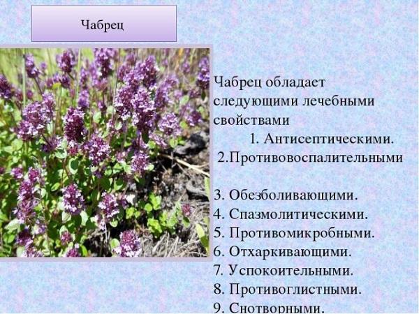 คุณสมบัติของไธม์