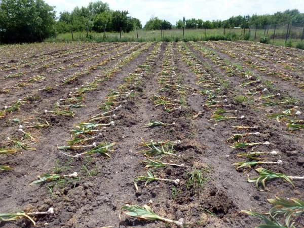 ผลผลิตกระเทียมโรคัมโบเล่