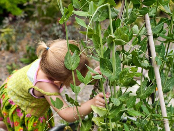 การเก็บเกี่ยวถั่ว