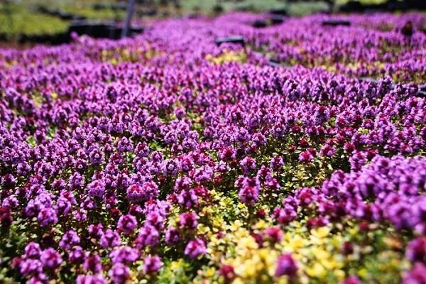 ไธม์พันธุ์ดอนน์วัลเลย์