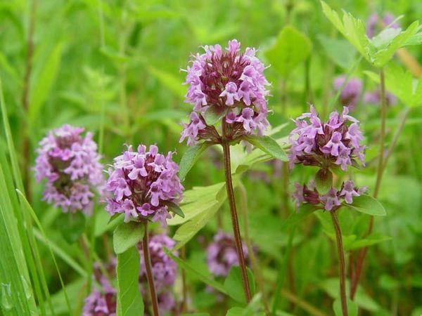 สมุนไพรไธม์