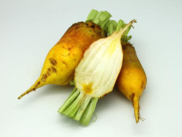 ชนิดของหัวบีทที่ใช้เลี้ยงสัตว์