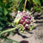 หัวกระเทียม