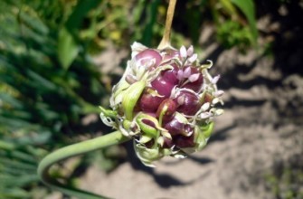 หัวกระเทียม