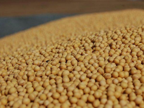 เมล็ดถั่วเหลือง