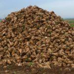 การเก็บเกี่ยวหัวบีทสำหรับเลี้ยงสัตว์