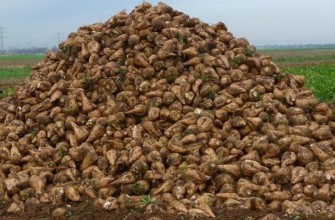 การเก็บเกี่ยวหัวบีทสำหรับเลี้ยงสัตว์