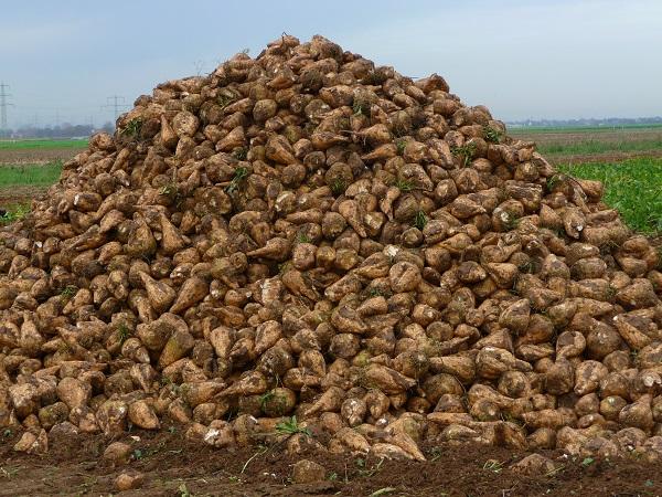 การเก็บเกี่ยวหัวบีทสำหรับเลี้ยงสัตว์