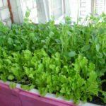 verdure sur le rebord de la fenêtre