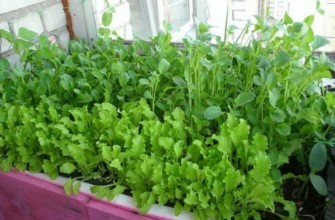 ต้นไม้เขียวขจีบนขอบหน้าต่าง