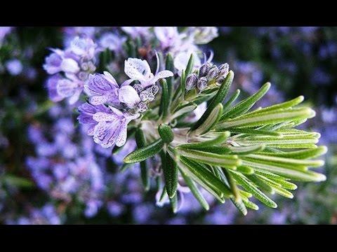 สรรพคุณทางยาของโรสแมรี่