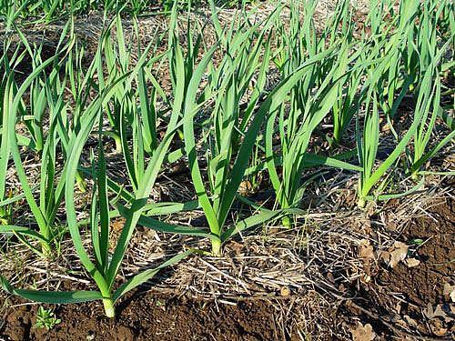 ปลูกกระเทียม