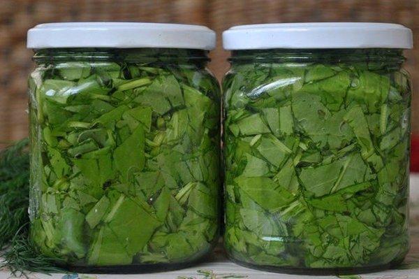 การเก็บเกี่ยวผักชีฝรั่ง