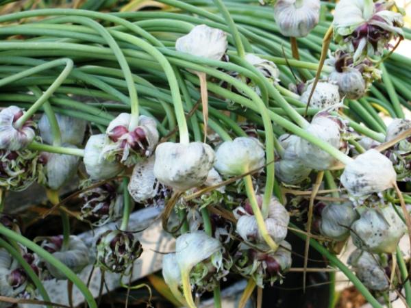 การตากหัวกระเทียมให้แห้งก่อนปลูก