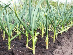 ทำไมคุณต้องคราดดินออกจากหัวกระเทียมก่อนเก็บเกี่ยว?