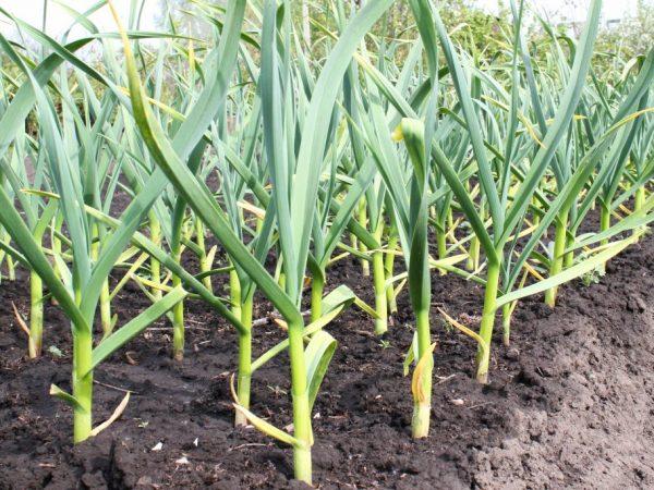 ปลูกกระเทียม