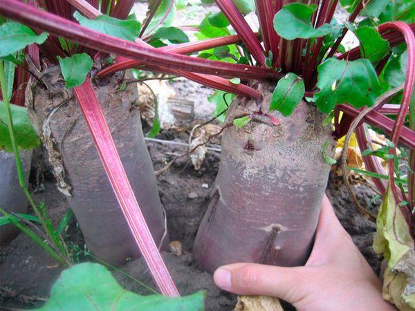 หัวบีทสำหรับเลี้ยงสัตว์ในพื้นที่โล่ง